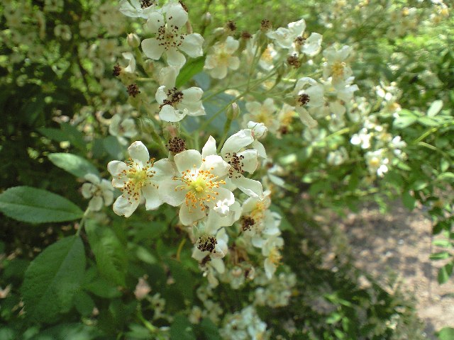 e0123920_20381127.jpg
