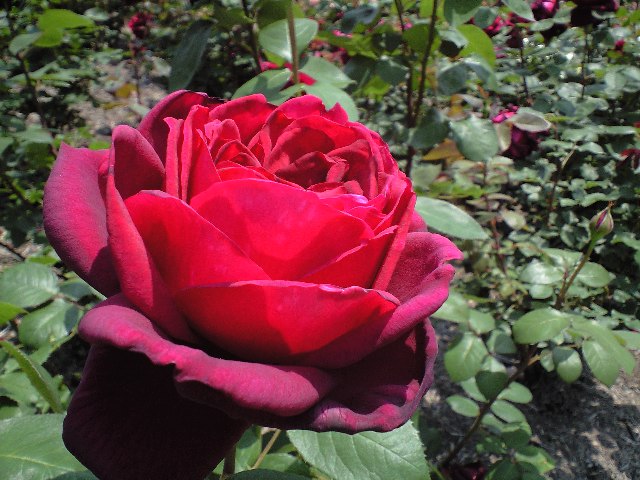 e0123920_20384330.jpg