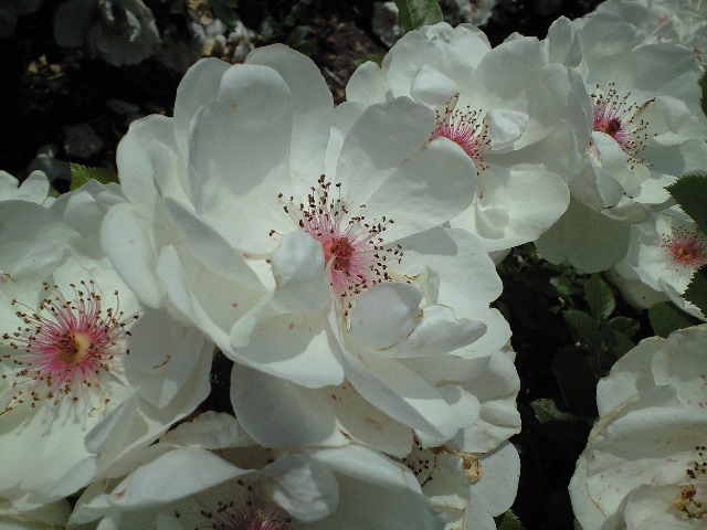 e0123920_2040479.jpg