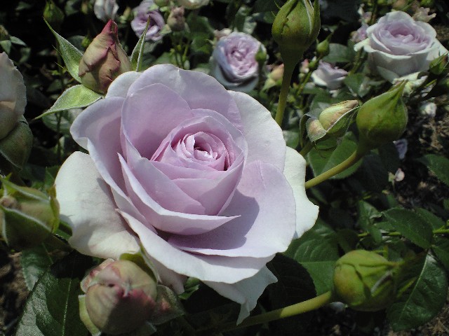 e0123920_2041289.jpg