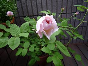 f0150620_23142138.jpg