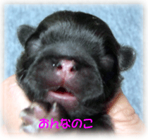 b0078030_23591764.gif