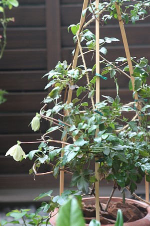 c0038434_14152598.jpg