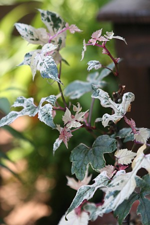 c0038434_1415391.jpg