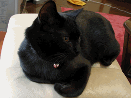 c0136736_1105245.gif