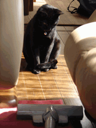 c0136736_1235840.gif