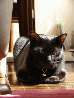 c0136736_1251915.gif