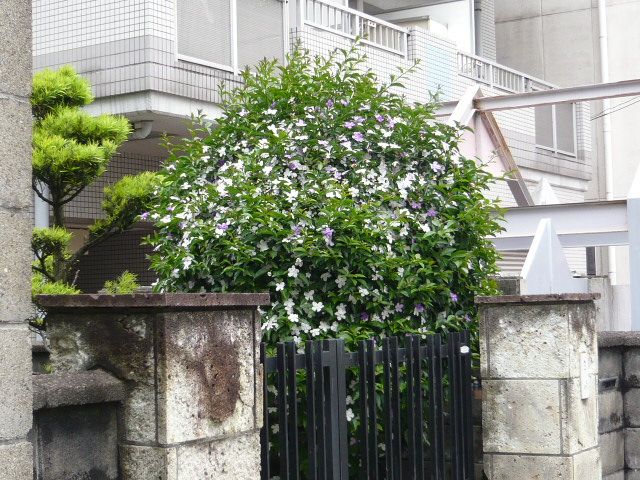 a0109138_23182811.jpg