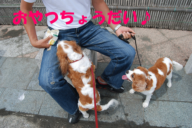c0136838_14225584.gif