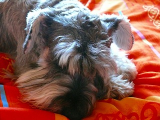 c0153740_0421176.jpg