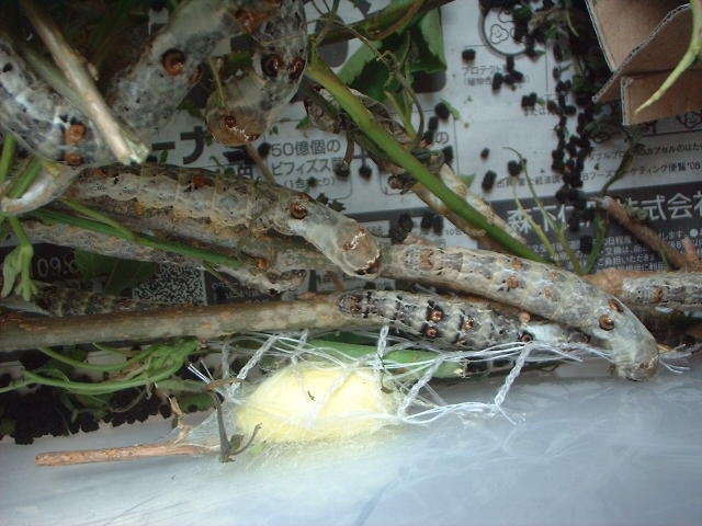 a0061845_12194216.jpg