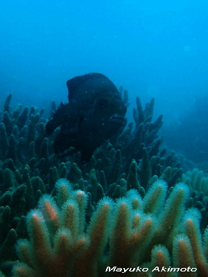 e0027447_11482189.jpg