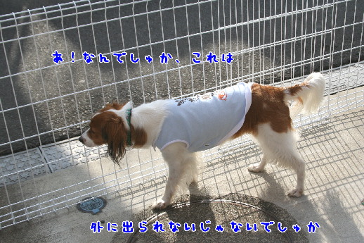 d0013149_1032512.jpg