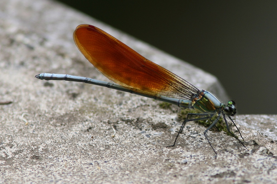 b0084270_0292012.jpg
