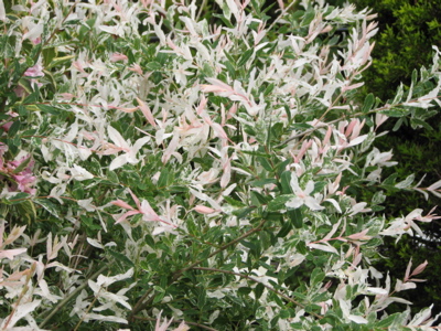 d0050472_2174187.jpg