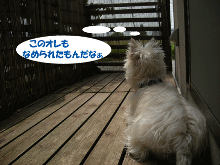e0066883_21232436.gif