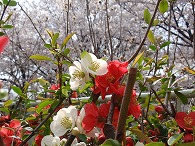c0105785_9331489.jpg