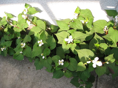 c0132387_224927.jpg