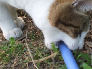 c0103205_22362668.jpg