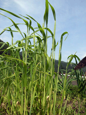 f0135908_21512673.gif
