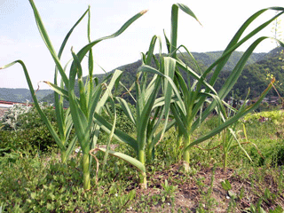 f0135908_21522994.gif