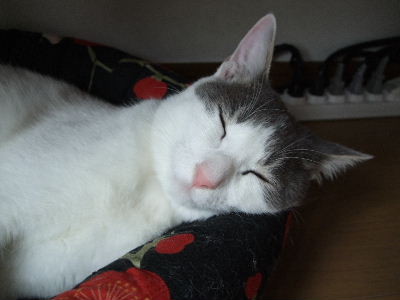 c0006312_1723492.jpg