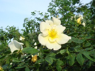 e0114020_21505771.jpg