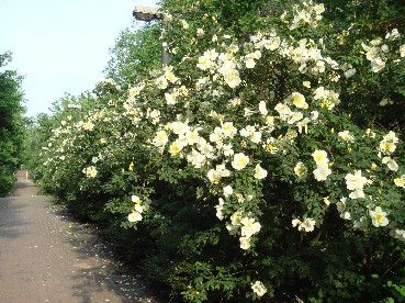 e0114020_2150798.jpg