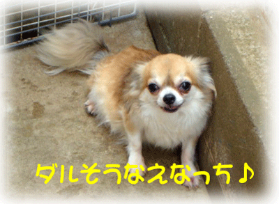 b0078030_064166.gif