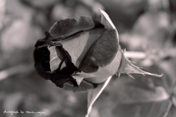 d0036630_1284340.jpg