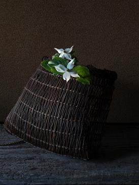 白い花が好き 山法師