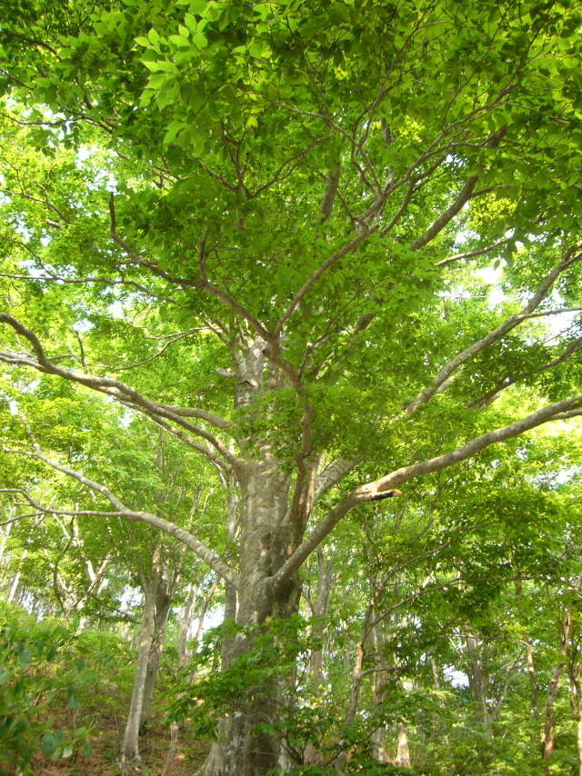 d0075131_165816.jpg