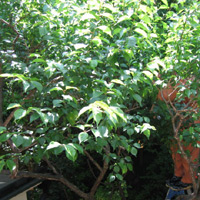 d0033734_19282363.jpg