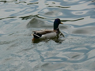 c0153740_3155875.jpg