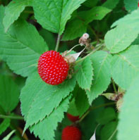 c0085543_22584987.jpg