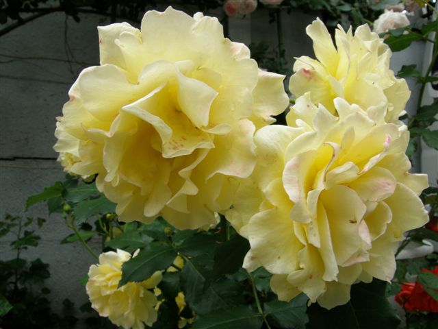 f0013459_92930.jpg