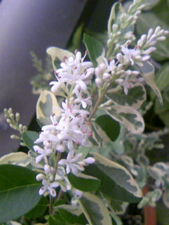 a0096462_19583776.jpg