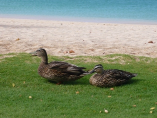 c0123668_846310.jpg