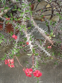 b0092475_21524183.jpg