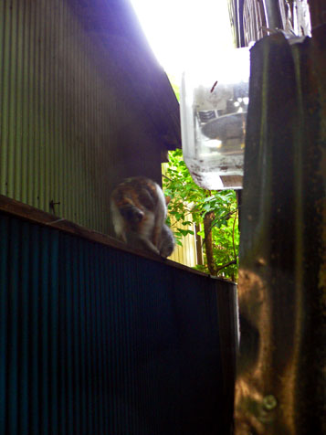 e0112077_849207.jpg