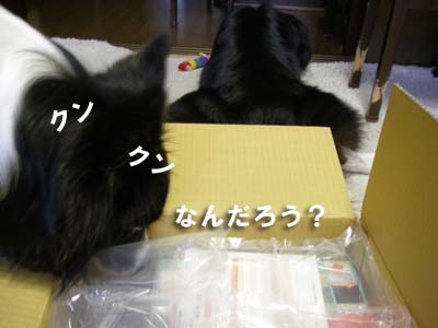 f0114893_97144.jpg