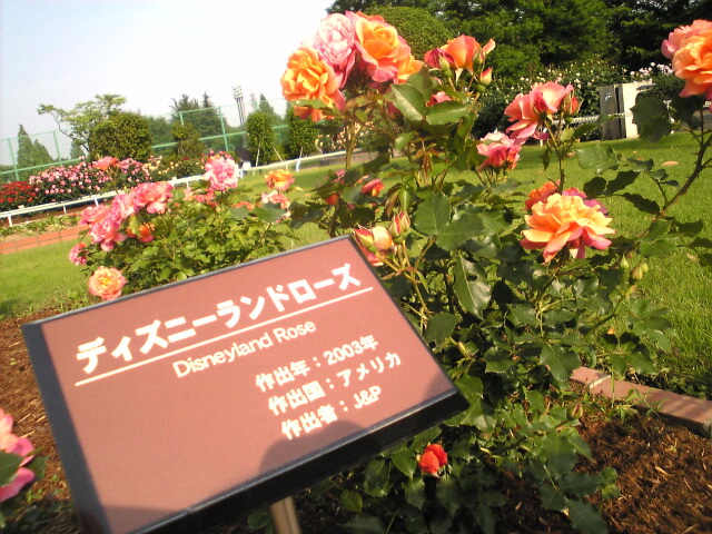 d0017796_1610616.jpg