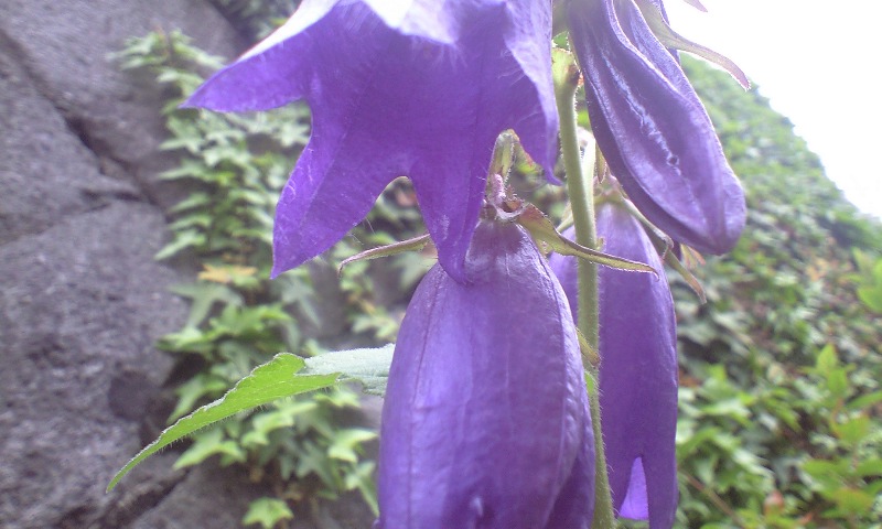 d0000607_14112811.jpg