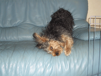 c0143711_17232663.gif