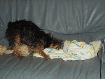 c0143711_172922.gif