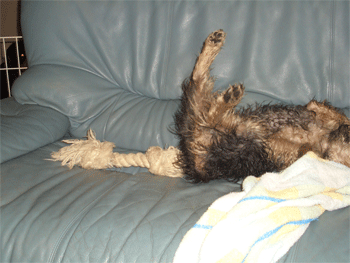 c0143711_17292429.gif