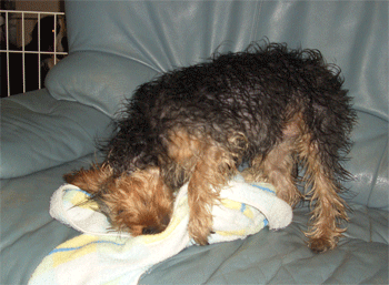 c0143711_17294571.gif