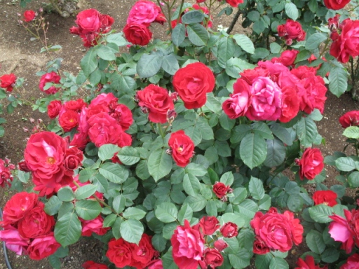 a0043326_2153460.jpg