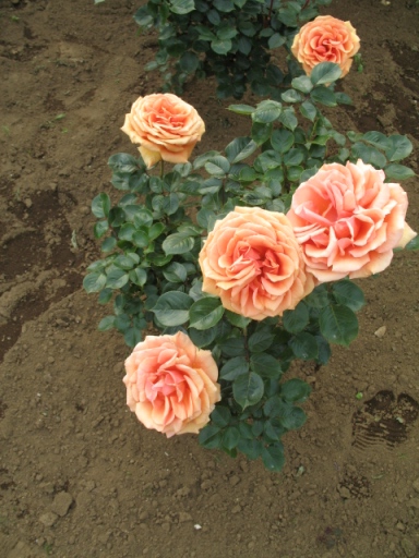 a0043326_21551887.jpg