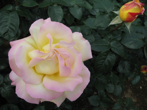 a0043326_2219664.jpg